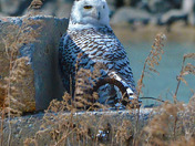 Snowy Owl