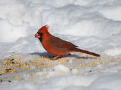Male Cardinal on the snow