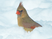 Cardinal in the snow