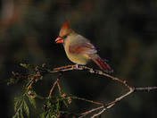 Female Northern Cardinal