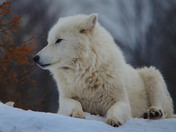 Artic Wolf