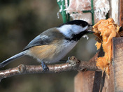 Black Capped Chickadee Enjoying a Treat