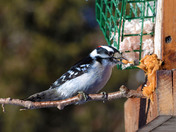 Woodpecker enjoying some peanut butter