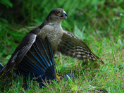 Sharp Shinned Hawk kills Blue Jay