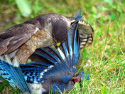 Sharp Shinned Hawk Kills Blue Jay