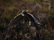 Red Tailed Hawk gets a Large mouse