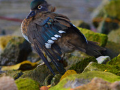 Injured Female Wood Duck