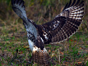 Red Tailed Hawk Vs Snake