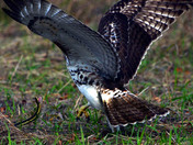 Red Tailed Hawk Vs garden Snake