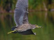 Juvenile Night Heron