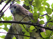 Red Tailed Hawk perch directly above me 