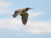 Green Heron Flight