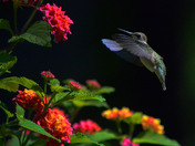 Hummingbird feed at the Lantana Flower