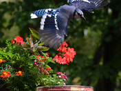 Blue Jay circles to land on the peanut can
