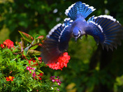 Blue Jay dive bombing the peanut can