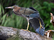 Green Heron Stretching