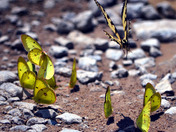 Butterfly convention