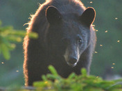 Young black bear