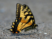 Yellow Tiger Swallowtail Butterfly