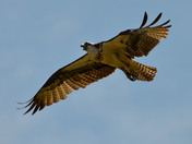 Osprey in Flight