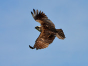 Osprey in Flight