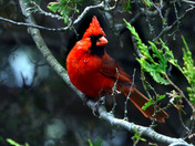 Northern Casrdinal amongest the Cedars