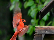 Northern Cardinal coming in for a landing