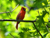 Male Northern Cardinal
