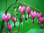 Bleeding Hearts flower