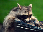 Hmm lets see whats for dinner tonight