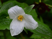 White Trillum Ontario's official flower