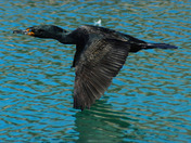 Common Cormorant