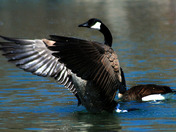 Canada Wing extension