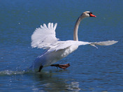 Moon walking Mute Swan