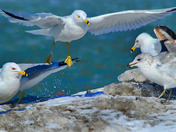 Seagulls feeding frenzy