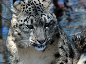 Snow Lepoard