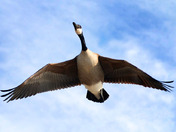 Canada Goose overflight