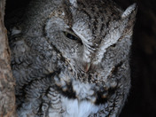 Eastern Screech Owl