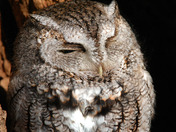 Eastern Screech owl