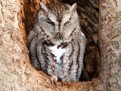 Eastern Screech Owl