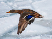 Female Mallard fly by