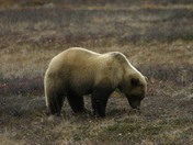Denali National Park / Denali Highway