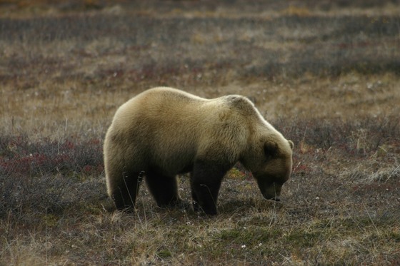 Denali National Park / Denali Highway