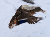 Mallard in flight with a free meal