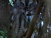 eastern Screech Owl