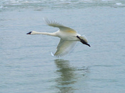 Trumpeter Swan in a slow speed turn