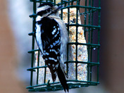 Hairy Woodpecker Enjoying a meal