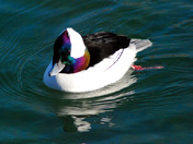 Colorful Male Bufflehead