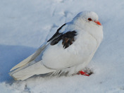 Snow Pigeon