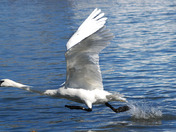 Trumpeter Swan in full run mode